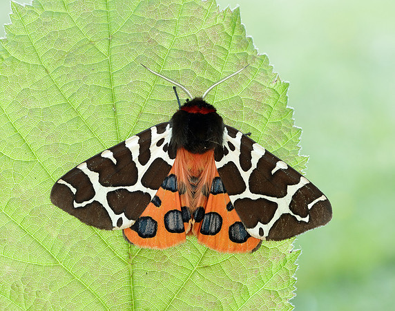 72.029 BF2068 Scarlet Tiger Callimorpha dominula