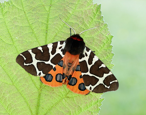 72.029 BF2068 Scarlet Tiger Callimorpha dominula