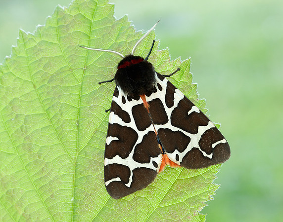 72.029 BF2068 Scarlet Tiger Callimorpha dominula