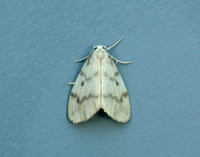 72.036 BF2038 Muslin Footman Nudaria mundan