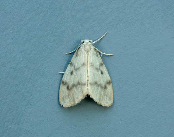 72.036 BF2038 Muslin Footman Nudaria mundan