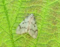 72.036 BF2038 Muslin Footman Nudaria mundan