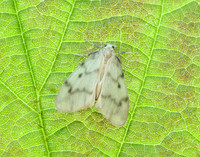 72.036 BF2038 Muslin Footman Nudaria mundan