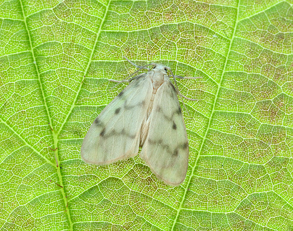 72.036 BF2038 Muslin Footman Nudaria mundan