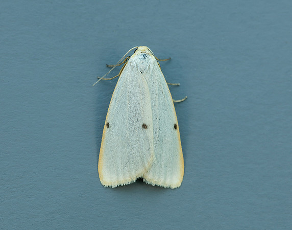 72.038 BF2040 Four-dotted Footman Cybosia mesomella