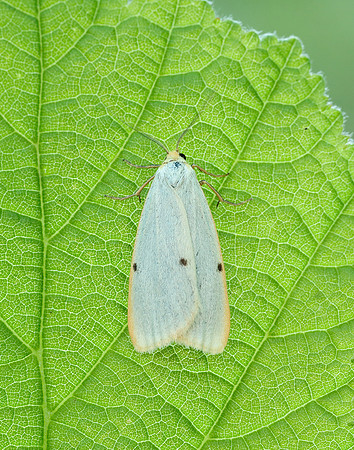72.038 BF2040 Four-dotted Footman Cybosia mesomella