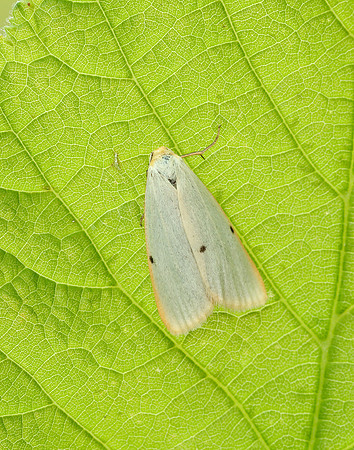 72.038 BF2040 Four-dotted Footman Cybosia mesomella