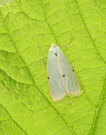 72.038 BF2040 Four-dotted Footman Cybosia mesomella