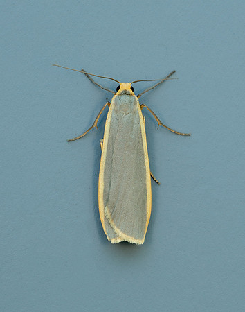 72.045 BF2050 Common Footman Eilema lurideola
