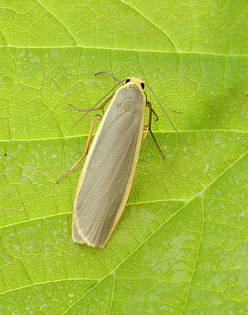 72.045 BF2050 Common Footman Eilema lurideola