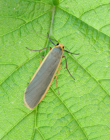 72.045 BF2050 Common Footman Eilema lurideola