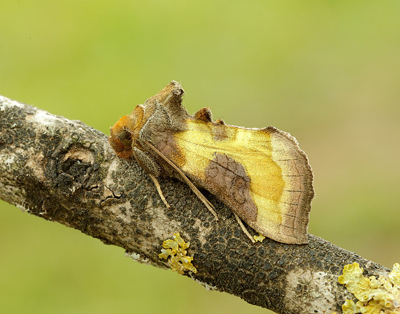 73.012 BF2434 Burnished Brass Diachrysia chrysitis