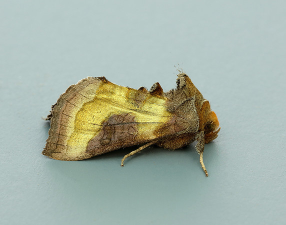 73.012 BF2434 Burnished Brass Diachrysia chrysitis