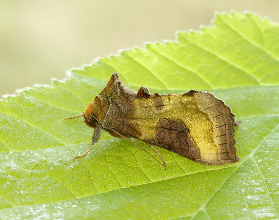 73.012 BF2434 Burnished Brass Diachrysia chrysitis