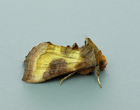 73.012 BF2434 Burnished Brass Diachrysia chrysitis
