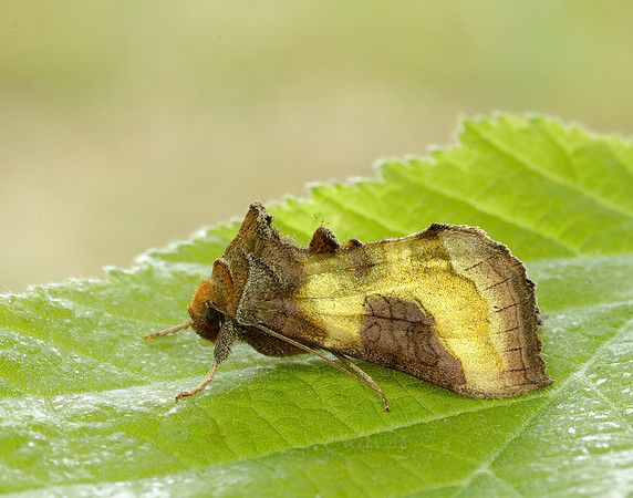 73.012 BF2434 Burnished Brass Diachrysia chrysitis