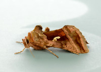 73.017 BF2443 Plain Golden Y Autographa jota