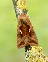 73.017 BF2443 Plain Golden Y Autographa jota