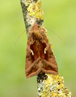 73.017 BF2443 Plain Golden Y Autographa jota