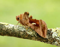 73.017 BF2443 Plain Golden Y Autographa jota