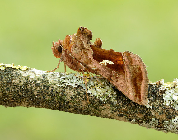 73.017 BF2443 Plain Golden Y Autographa jota