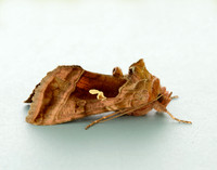 73.017 BF2443 Plain Golden Y Autographa jota