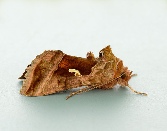 73.017 BF2443 Plain Golden Y Autographa jota