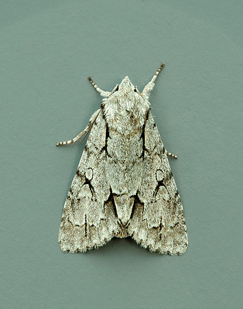 73.038 BF2284 Grey Dagger Acronicta psi