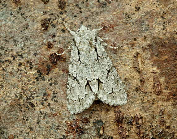 73.038 BF2284 Grey Dagger Acronicta psi