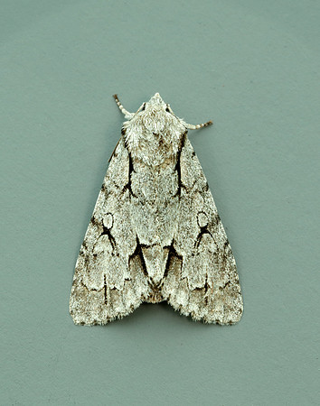 73.038 BF2284 Grey Dagger Acronicta psi
