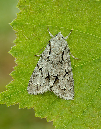 73.038 BF2284 Grey Dagger Acronicta psi