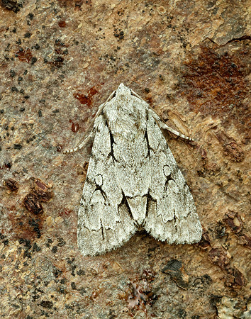 73.038 BF2284 Grey Dagger Acronicta psi