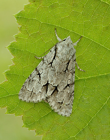 73.038 BF2284 Grey Dagger Acronicta psi