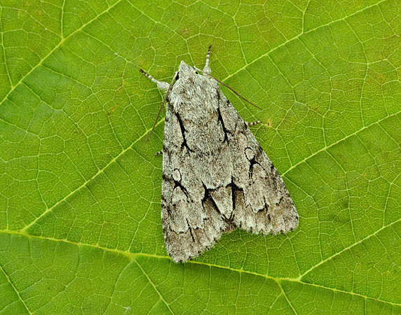 73.038 BF2284 Grey Dagger Acronicta psi