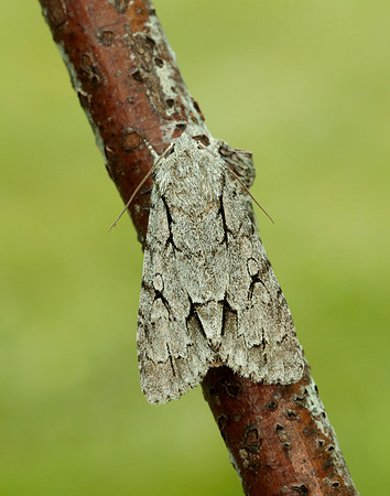 73.038 BF2284 Grey Dagger Acronicta psi