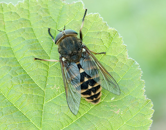 Dark Giant Horsefly Tabanus sudeticus