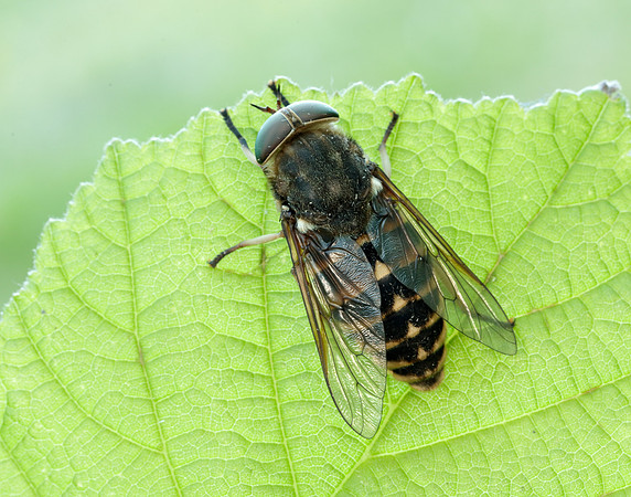 Dark Giant Horsefly Tabanus sudeticus