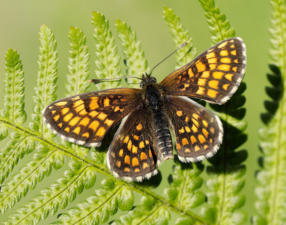 Heath Fritillary Melitaea athalia