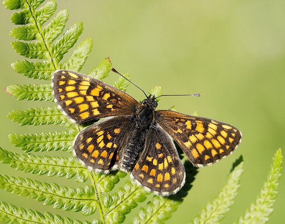Heath Fritillary Melitaea athalia