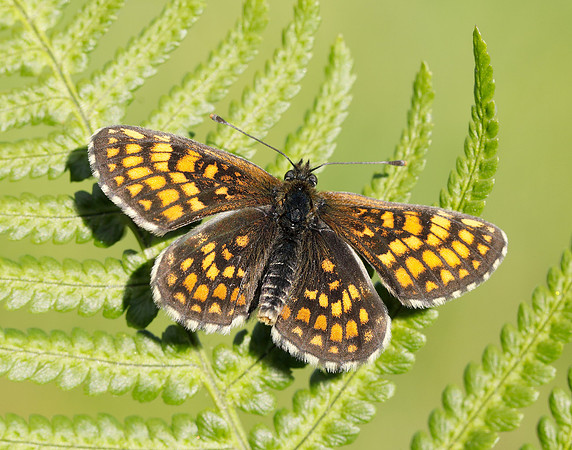 Heath Fritillary Melitaea athalia