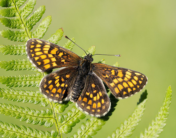 Heath Fritillary Melitaea athalia