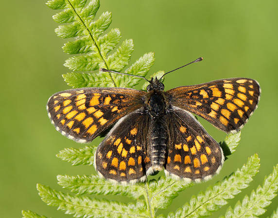 Heath Fritillary Melitaea athalia