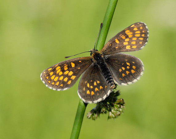 Heath Fritillary Melitaea athalia
