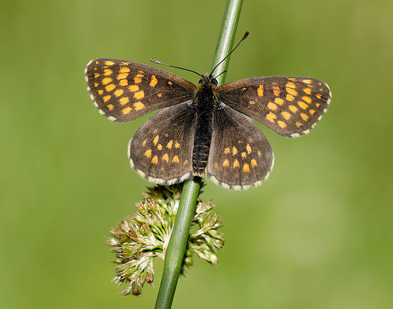 Heath Fritillary Melitaea athalia