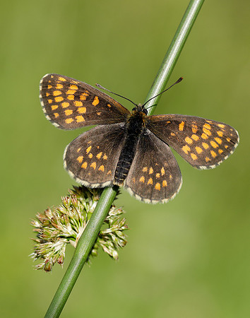 Heath Fritillary Melitaea athalia