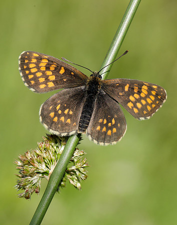 Heath Fritillary Melitaea athalia