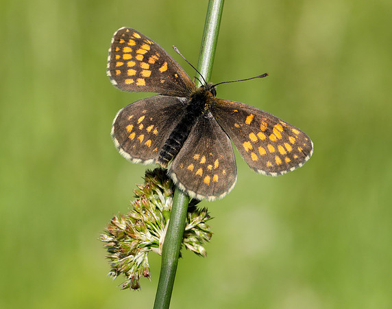 Heath Fritillary Melitaea athalia