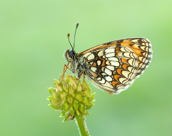 Heath Fritillary Melitaea athalia