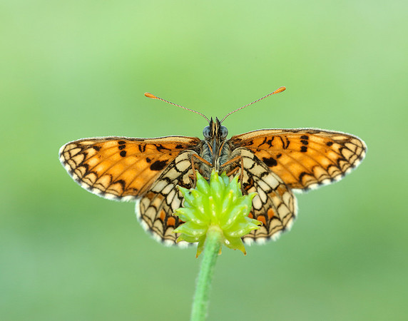 Heath Fritillary Melitaea athalia