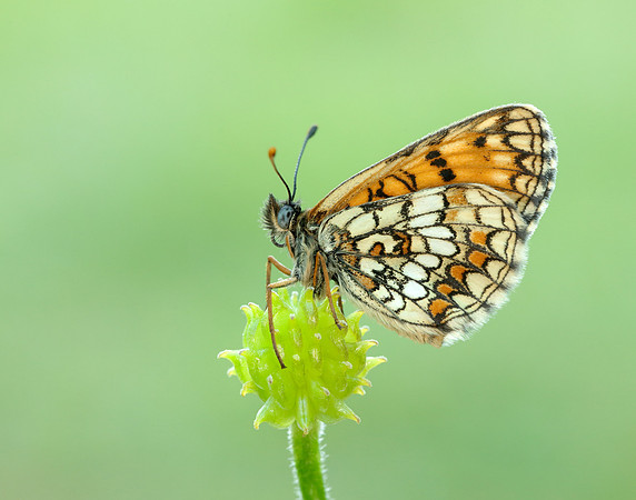 Heath Fritillary Melitaea athalia
